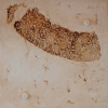 Muro