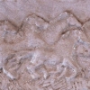 Cavalli